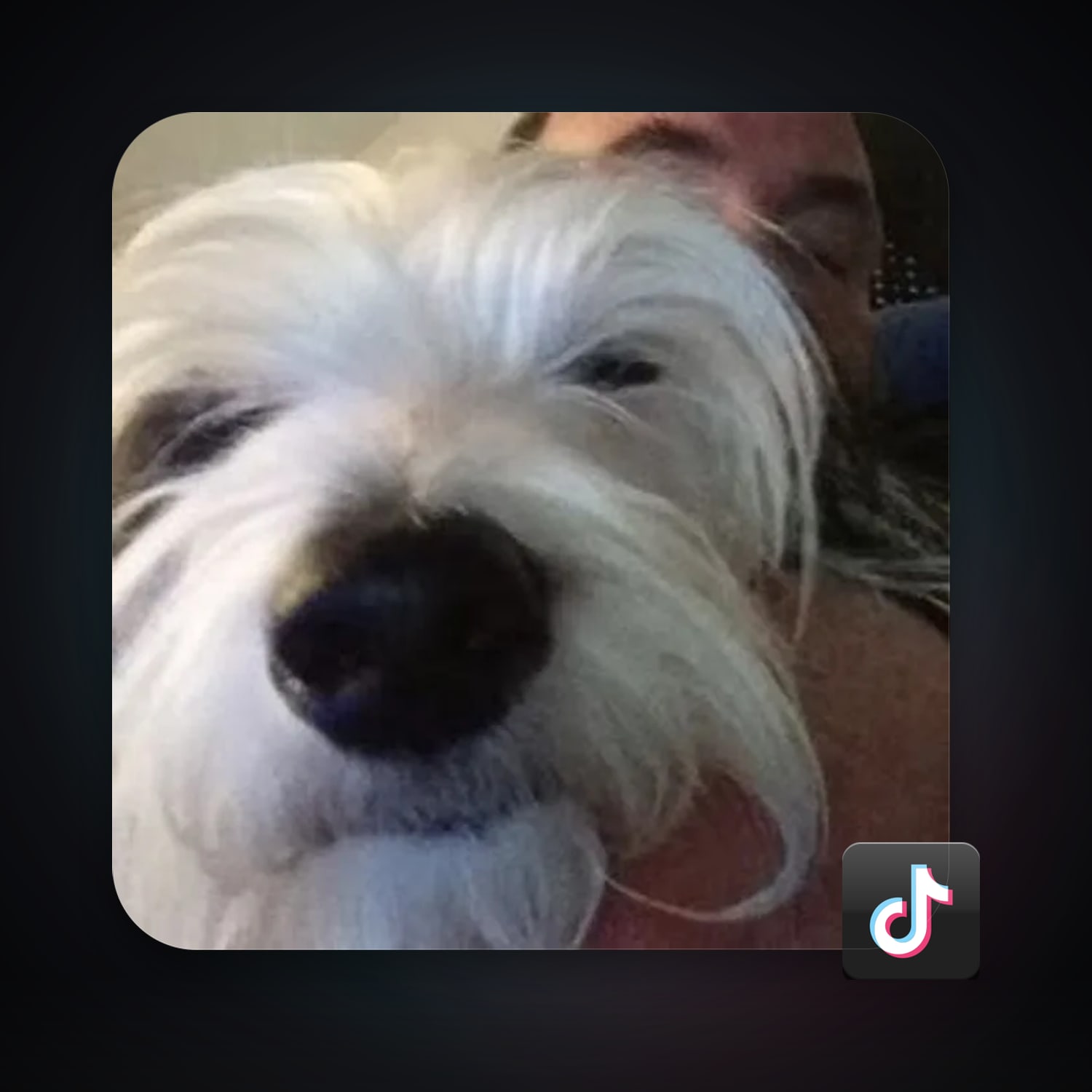 TikTok | 11 Followers — HabibiAccounts