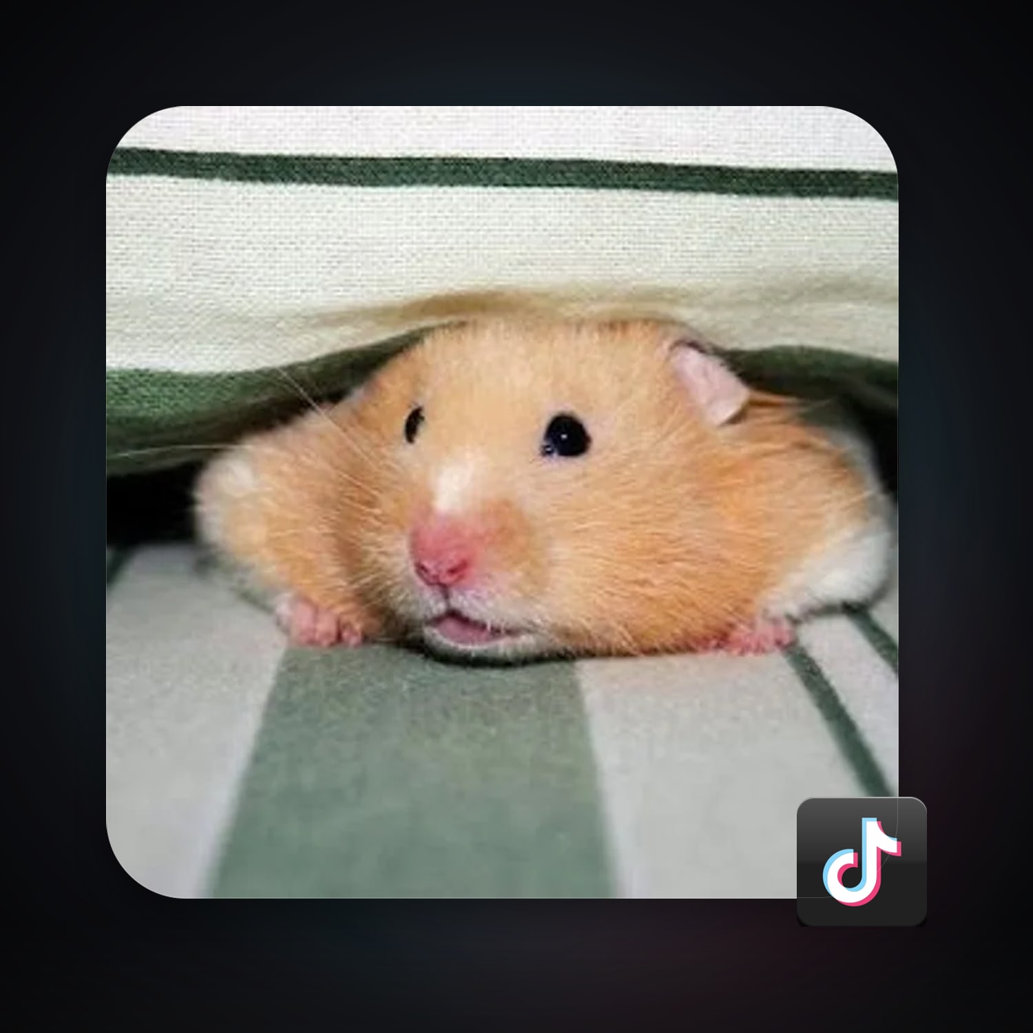 TikTok — HabibiAccounts