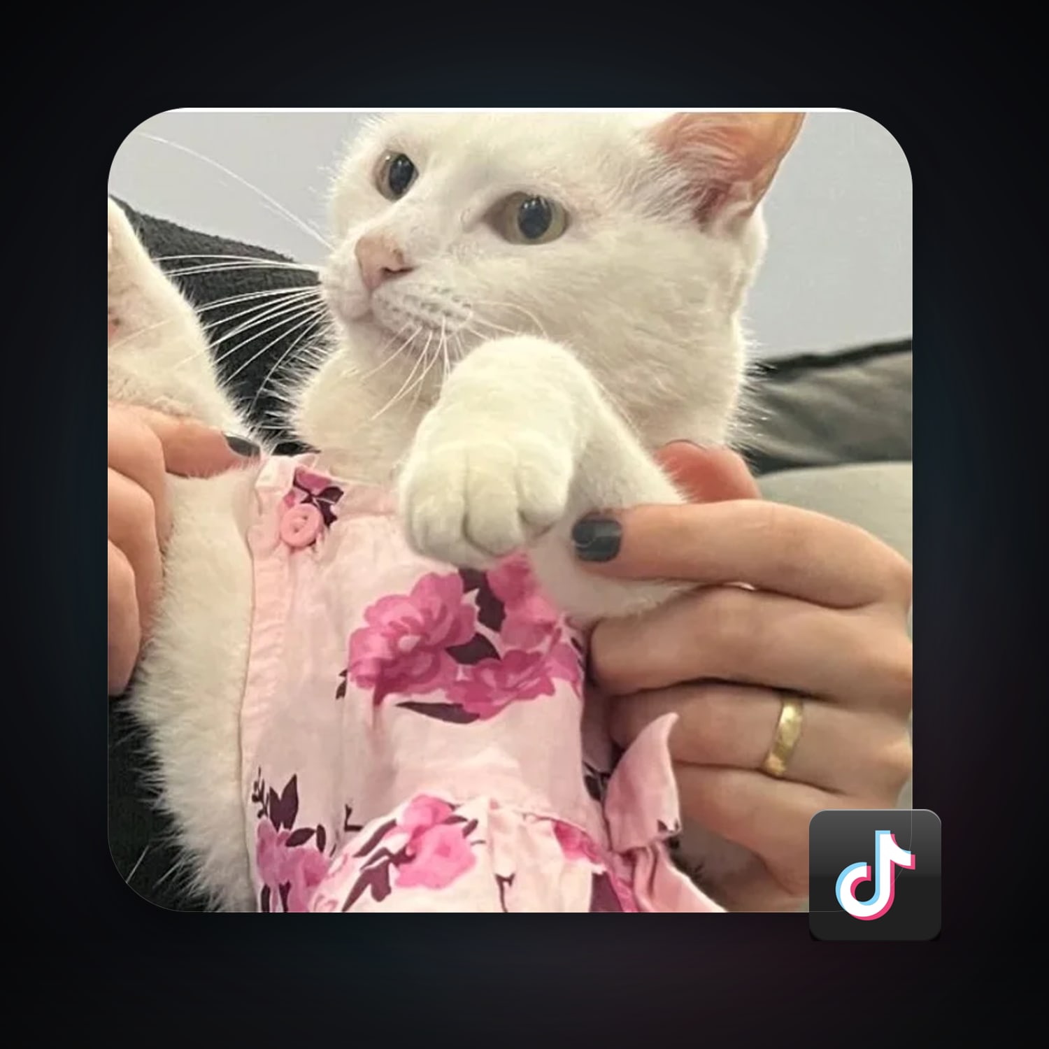 TikTok 13 followers — HabibiAccounts