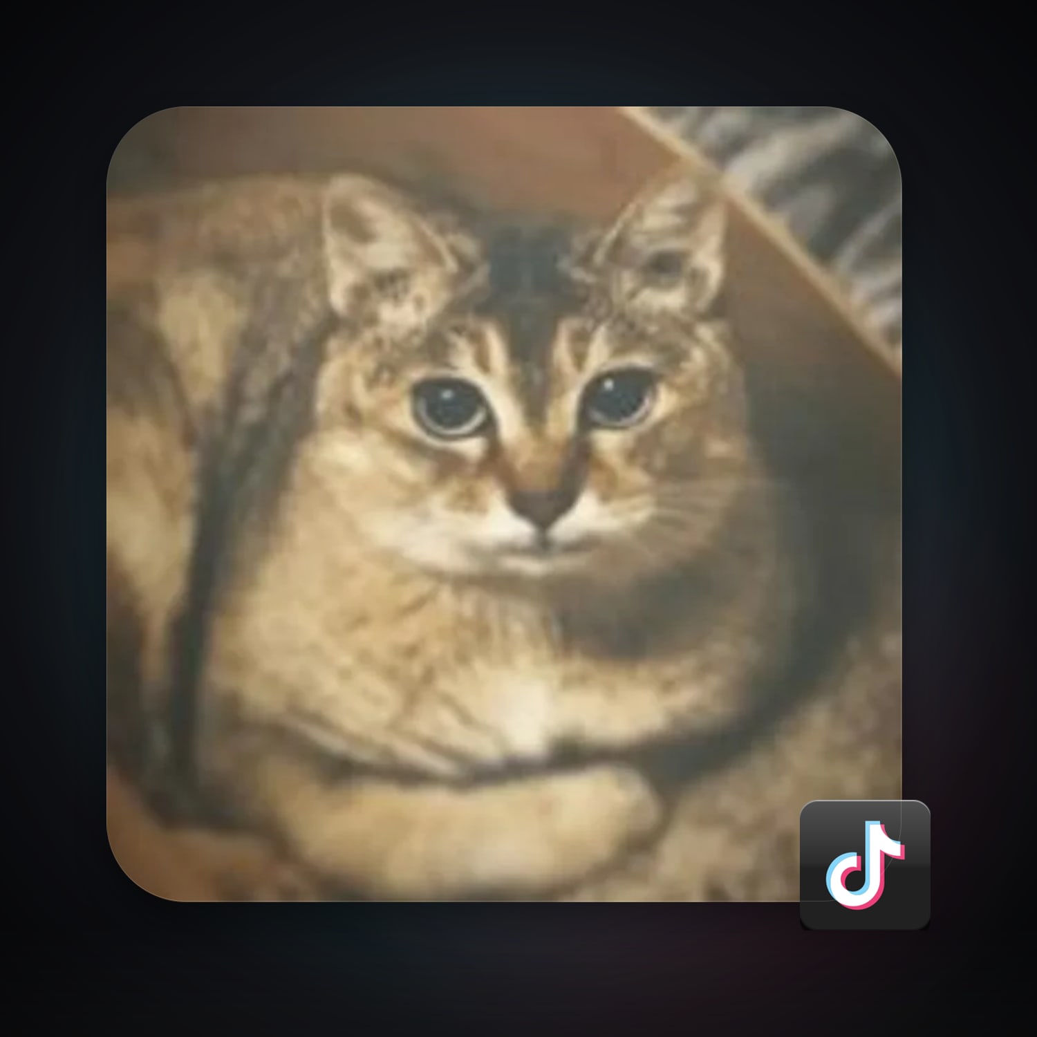 TikTok 21 followers — HabibiAccounts