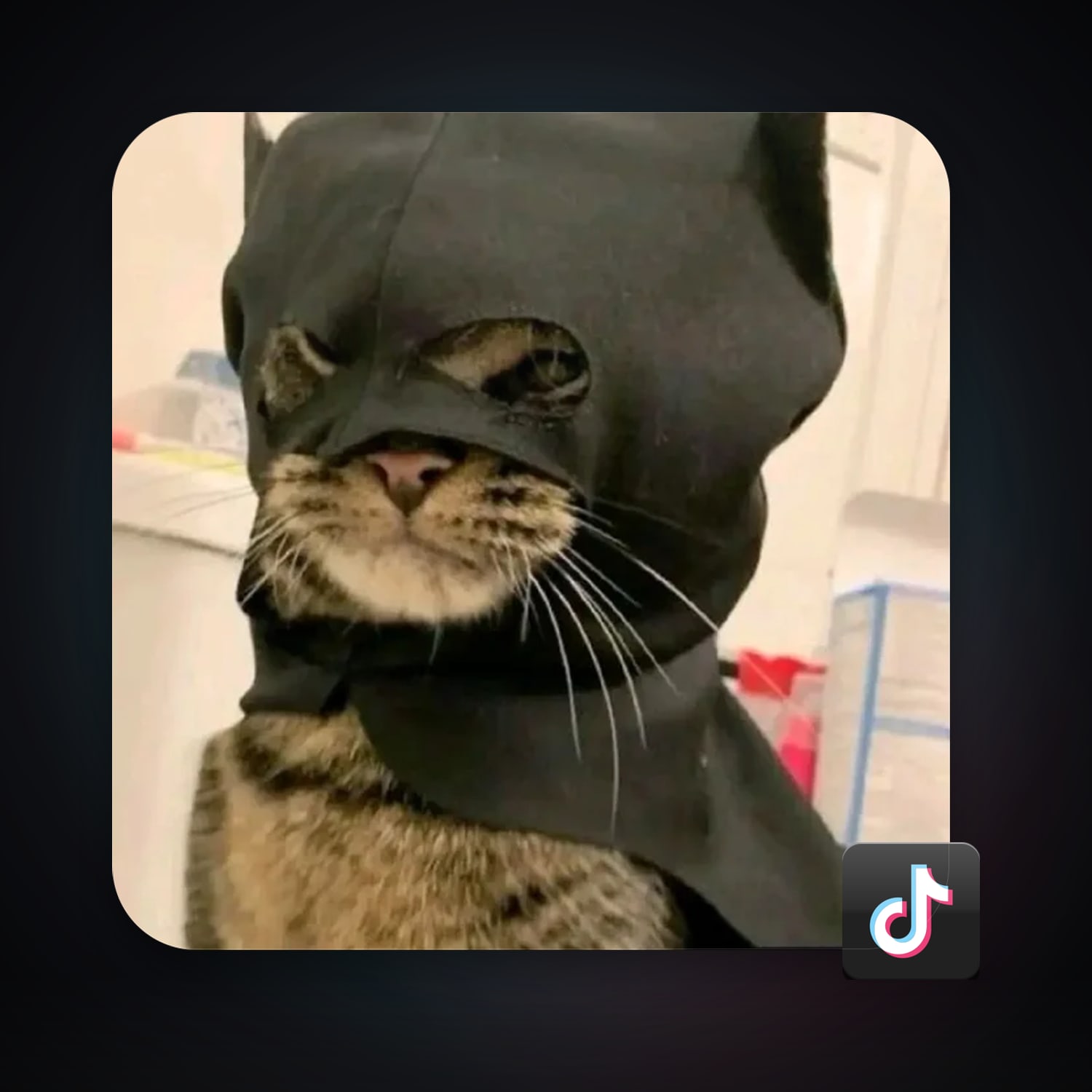TikTok 6 followers · 258946984 — HabibiAccounts