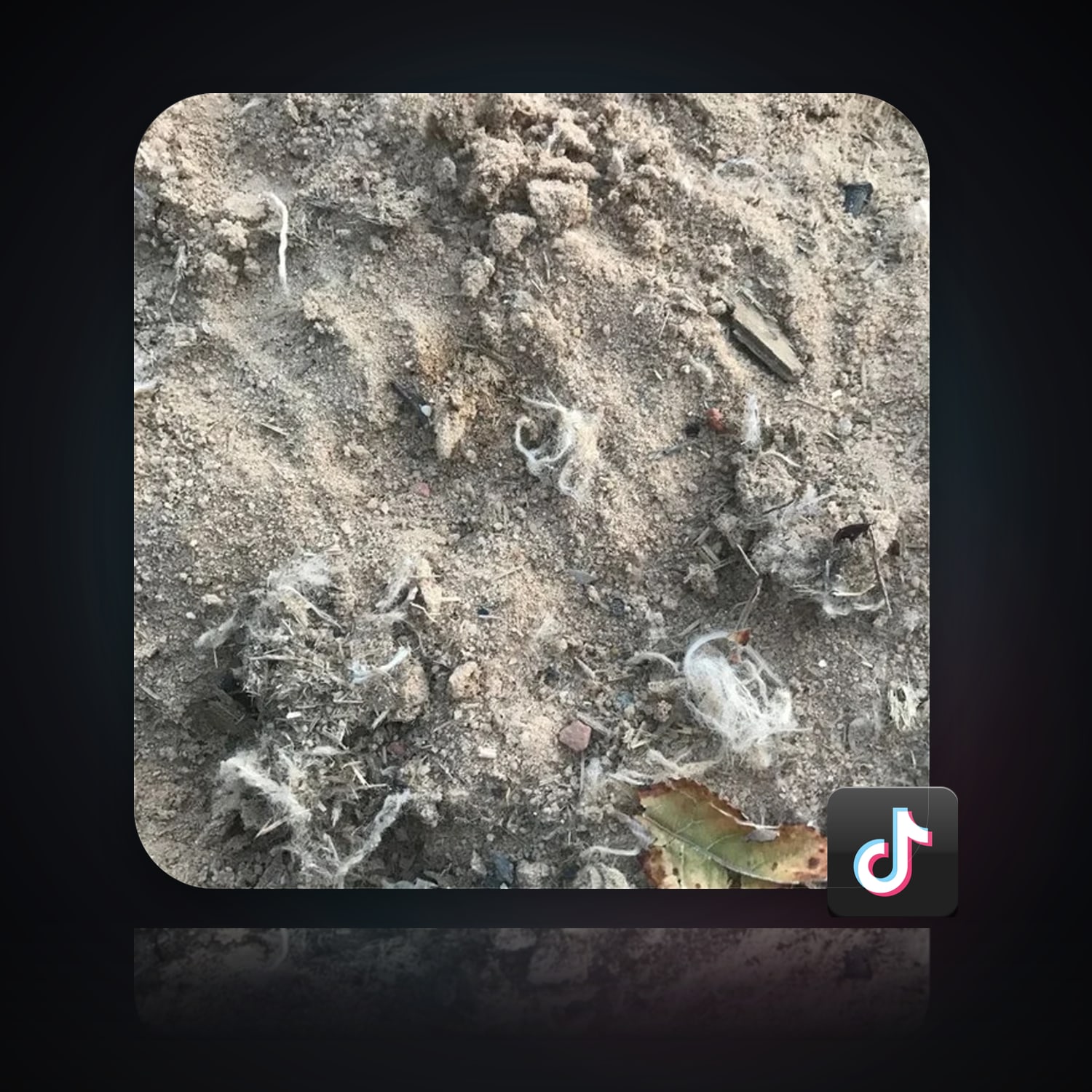 TikTok | 29 Followers — HabibiAccounts