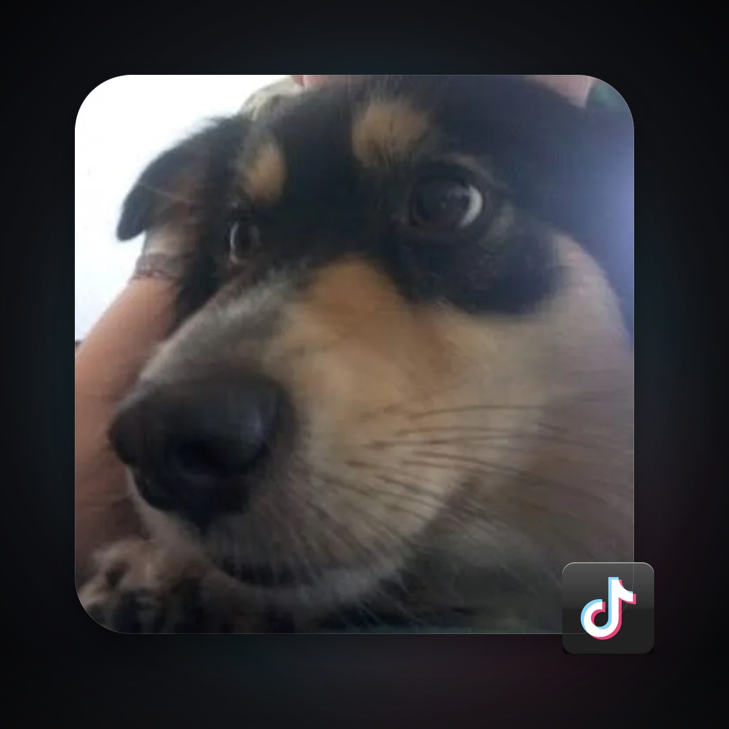 TikTok | 12 Followers — HabibiAccounts