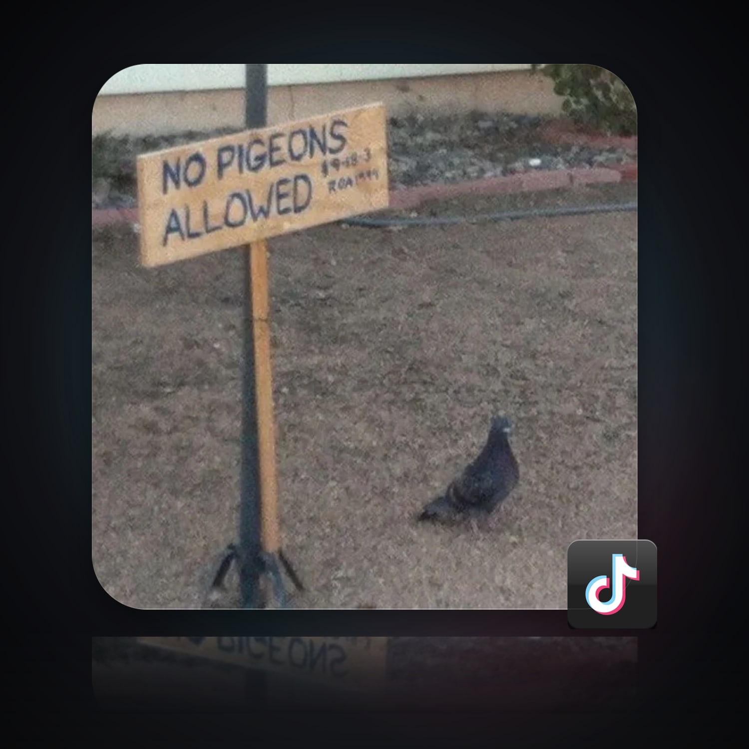 TikTok | 11 Followers — HabibiAccounts