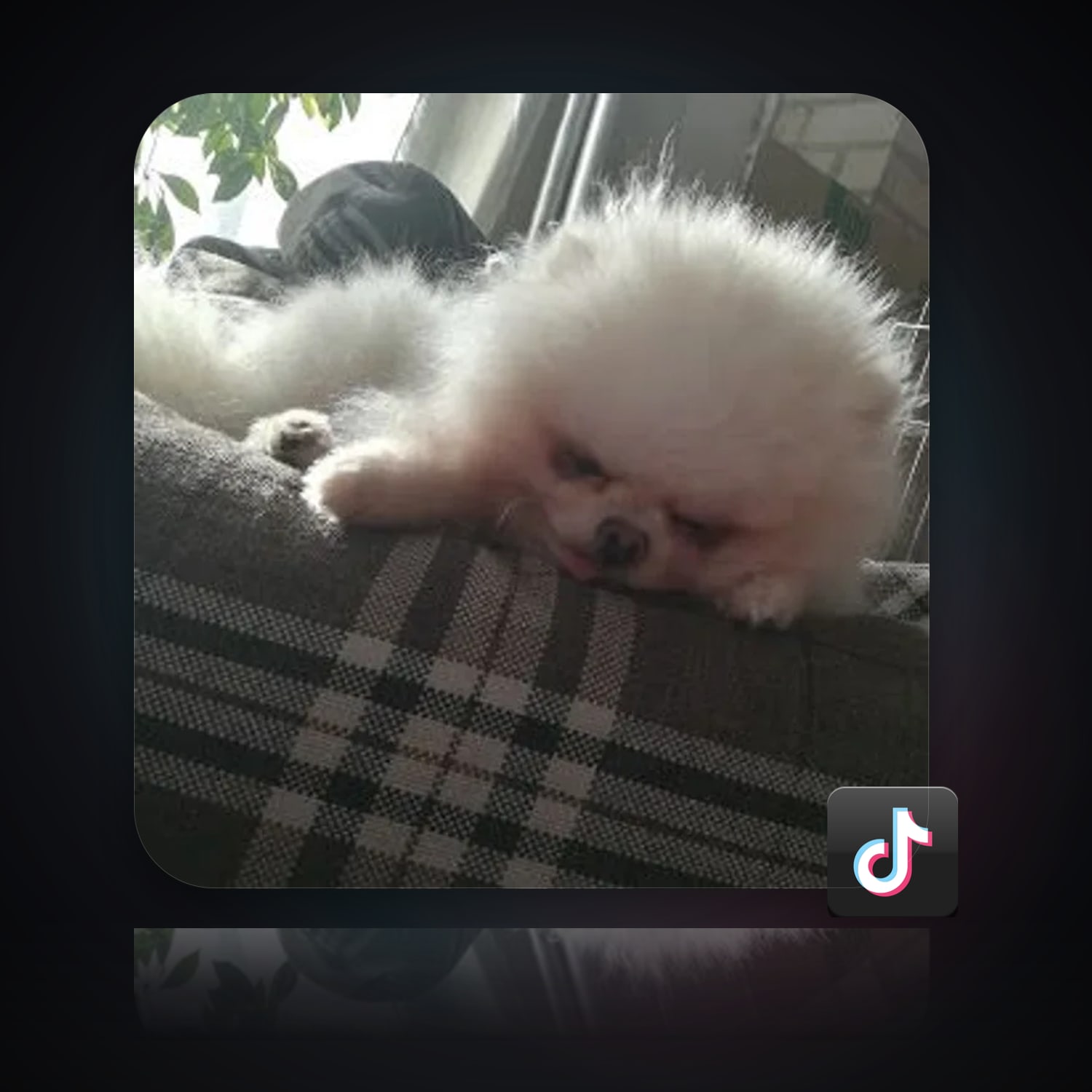 TikTok | 10 Followers — HabibiAccounts