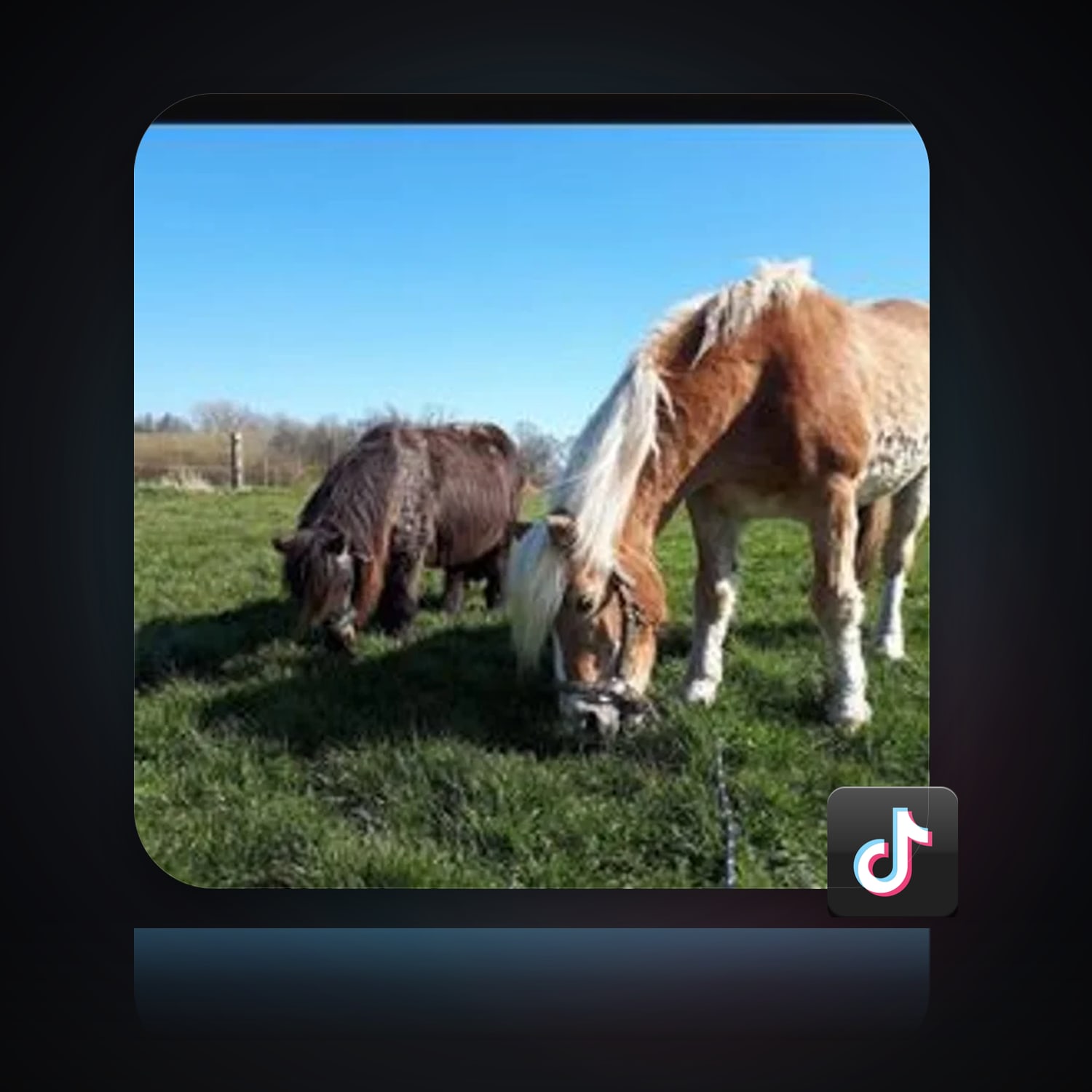 TikTok | 26 Followers — HabibiAccounts
