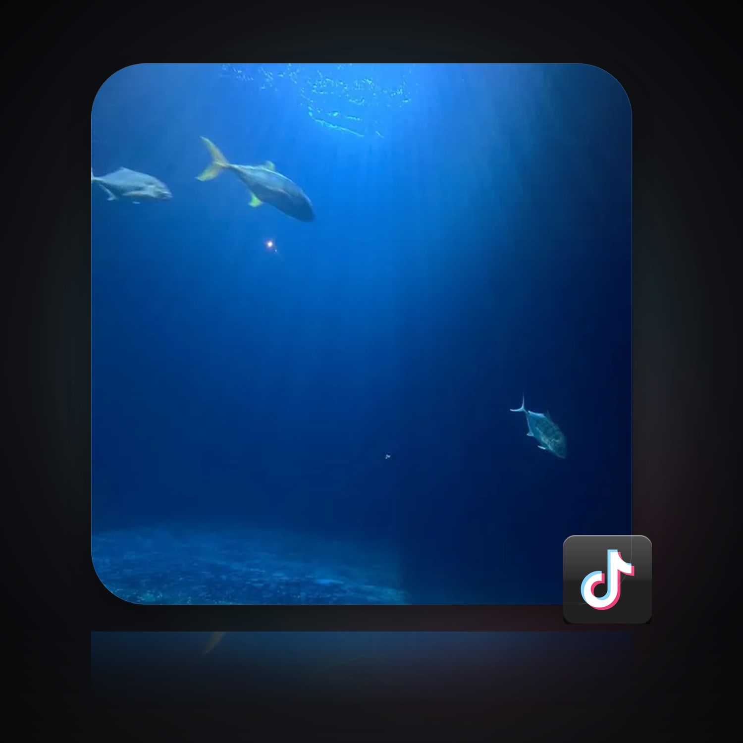 هالحساب تيك توك مليان 2 متابع — HabibiAccounts