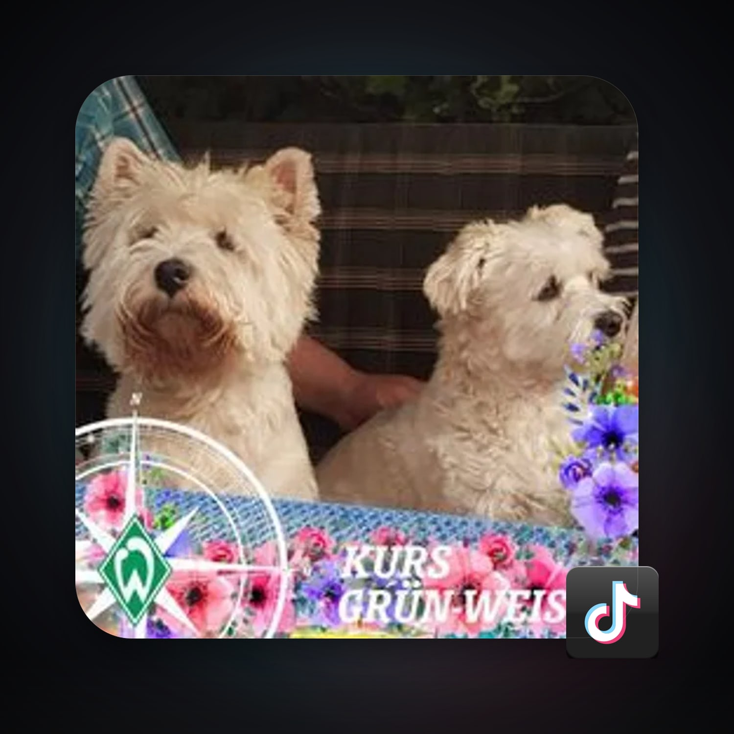 TikTok | 8 Followers — HabibiAccounts