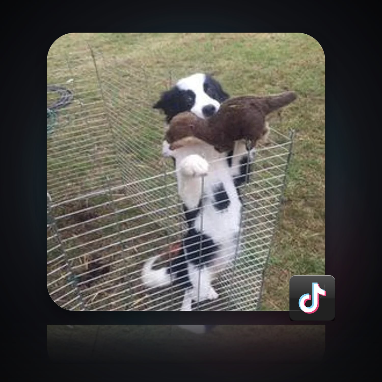 TikTok | 50 Followers — HabibiAccounts