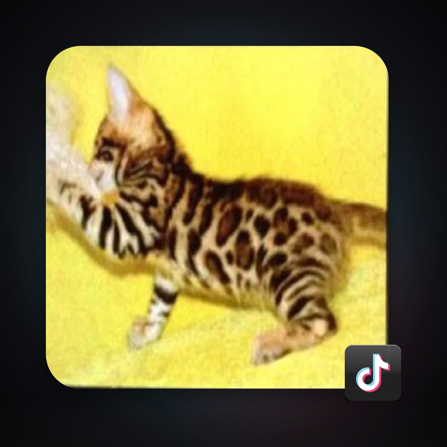 TikTok 94 followers — HabibiAccounts
