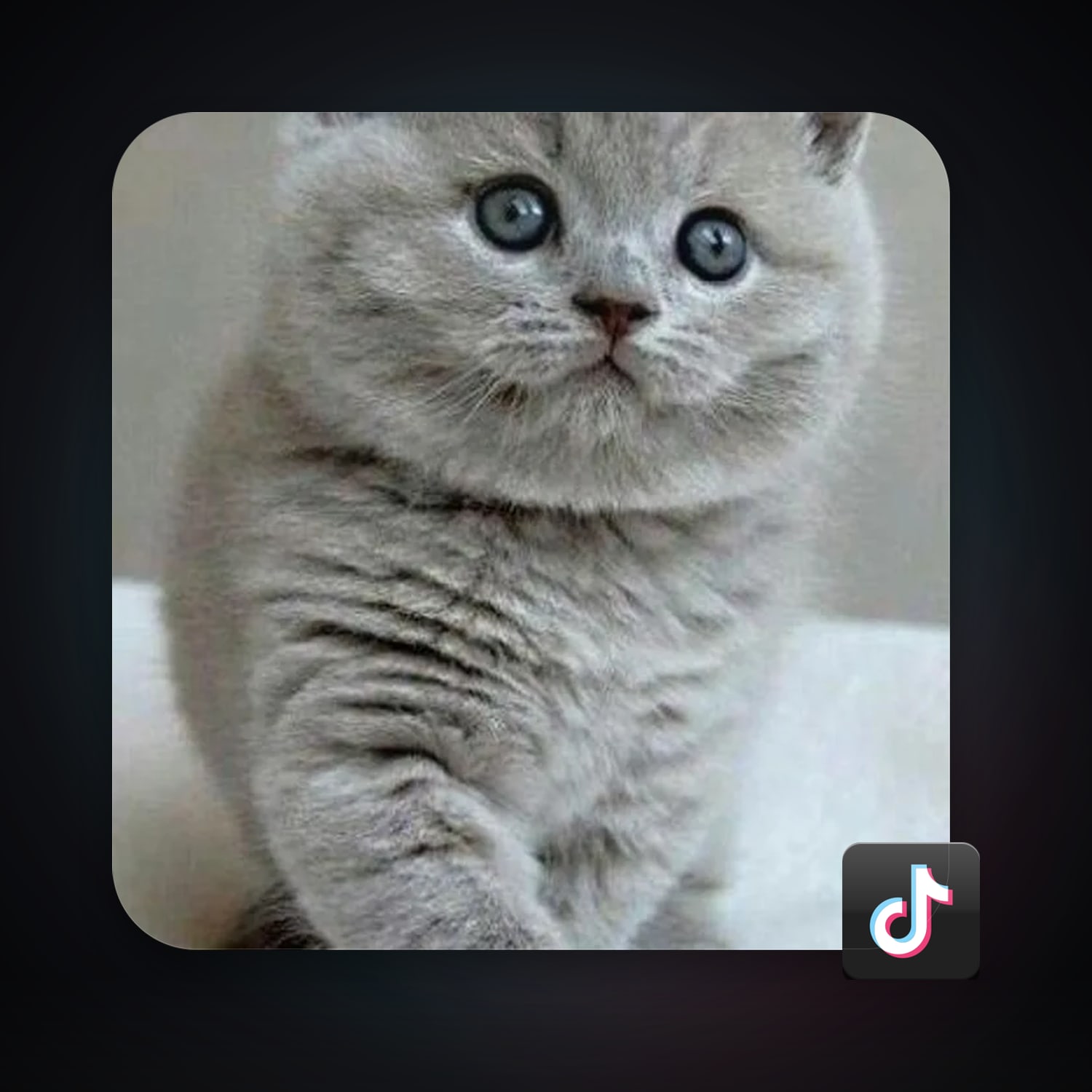 TikTok 18 followers — HabibiAccounts