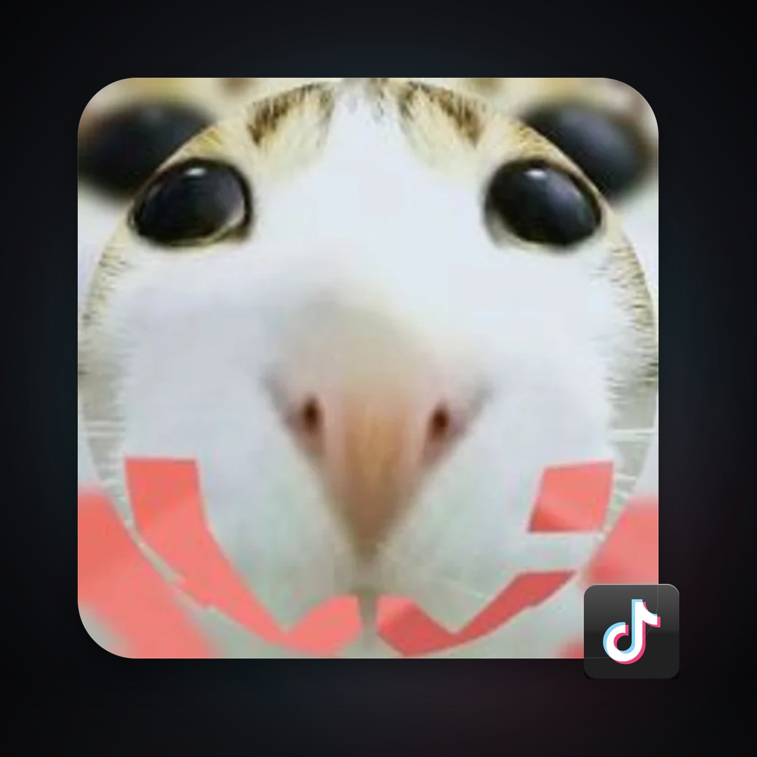 TikTok 2 followers — HabibiAccounts