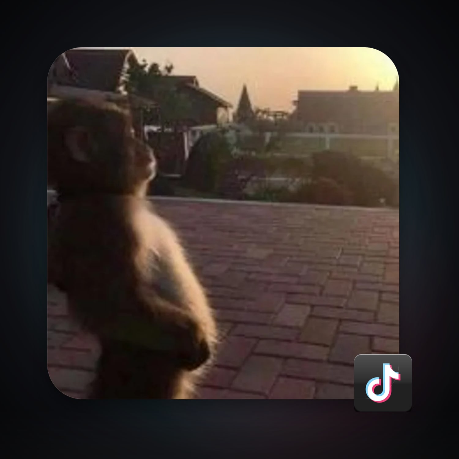 TikTok — HabibiAccounts