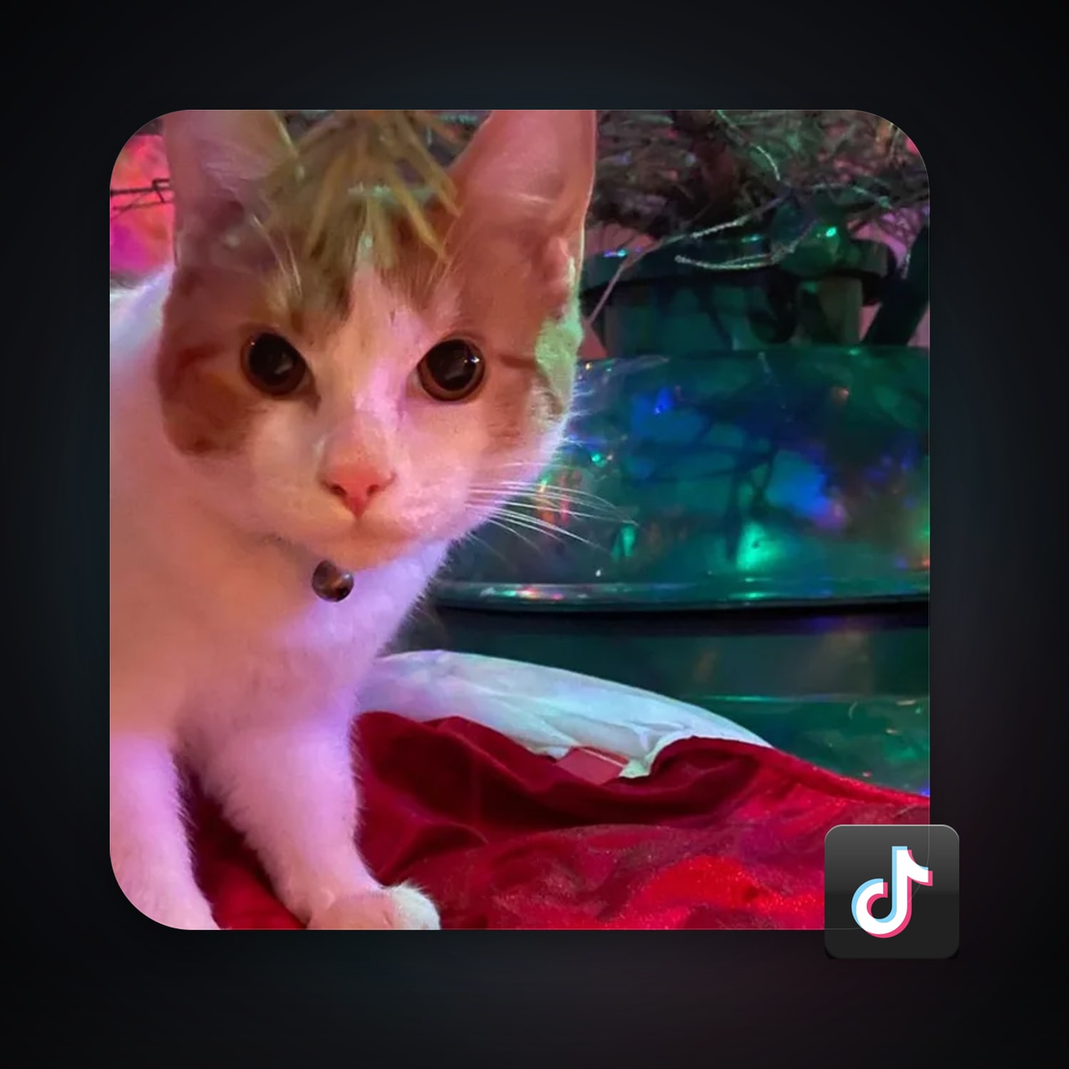 TikTok 352 followers — HabibiAccounts