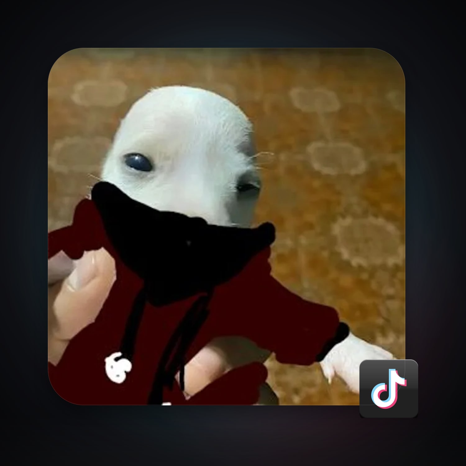 TikTok — HabibiAccounts
