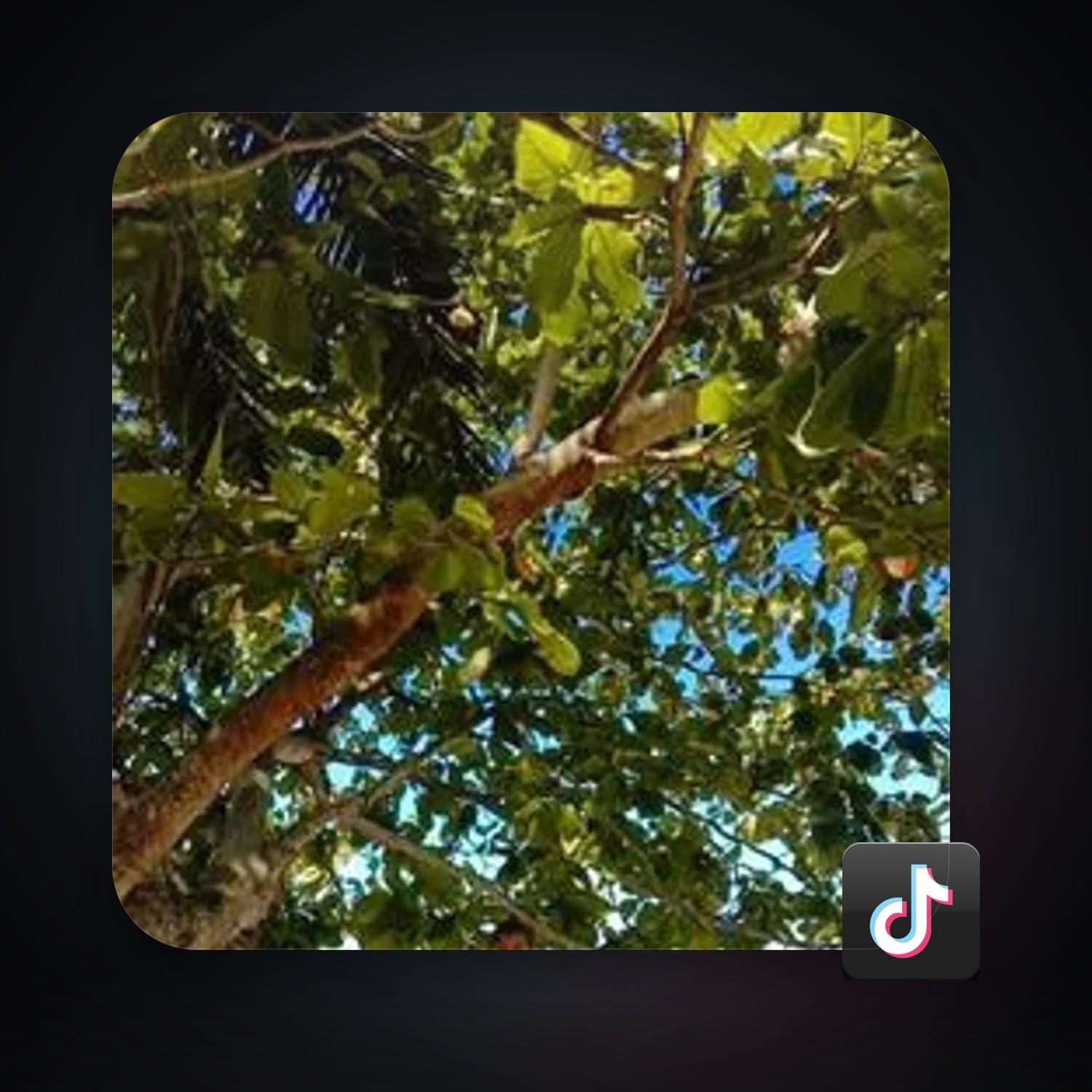 TikTok — HabibiAccounts