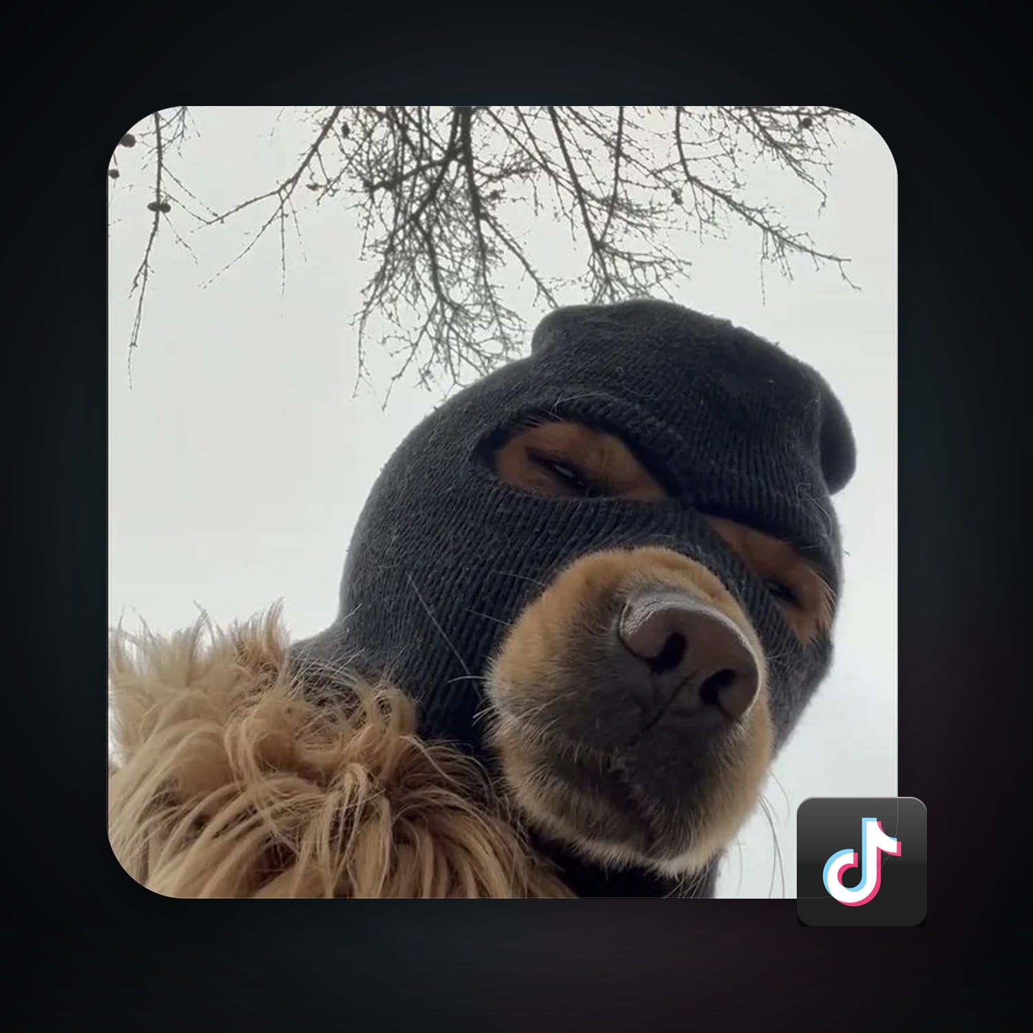 TikTok 338 followers — HabibiAccounts