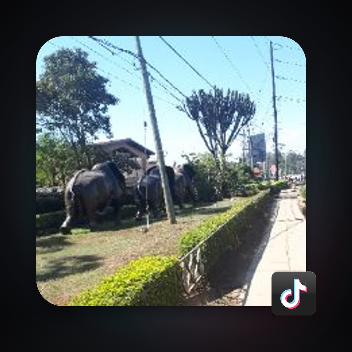 TikTok 51 followers — HabibiAccounts