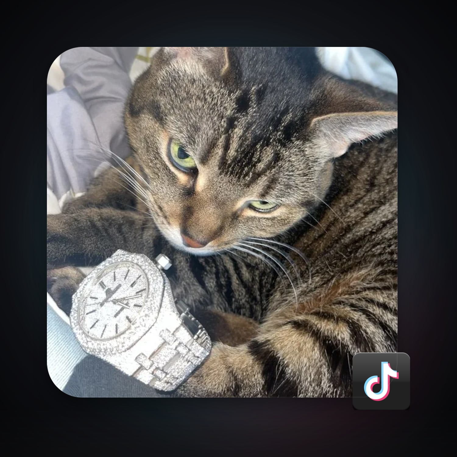 TikTok 1 followers — HabibiAccounts