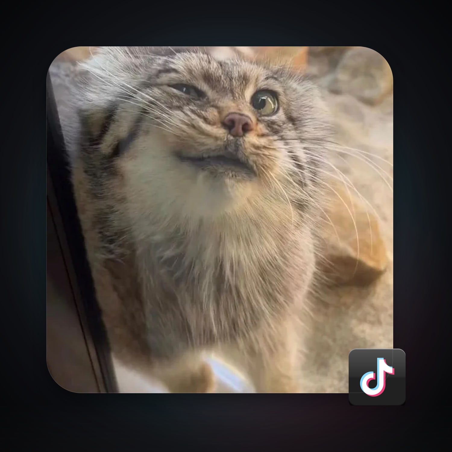 TikTok 5 followers — HabibiAccounts