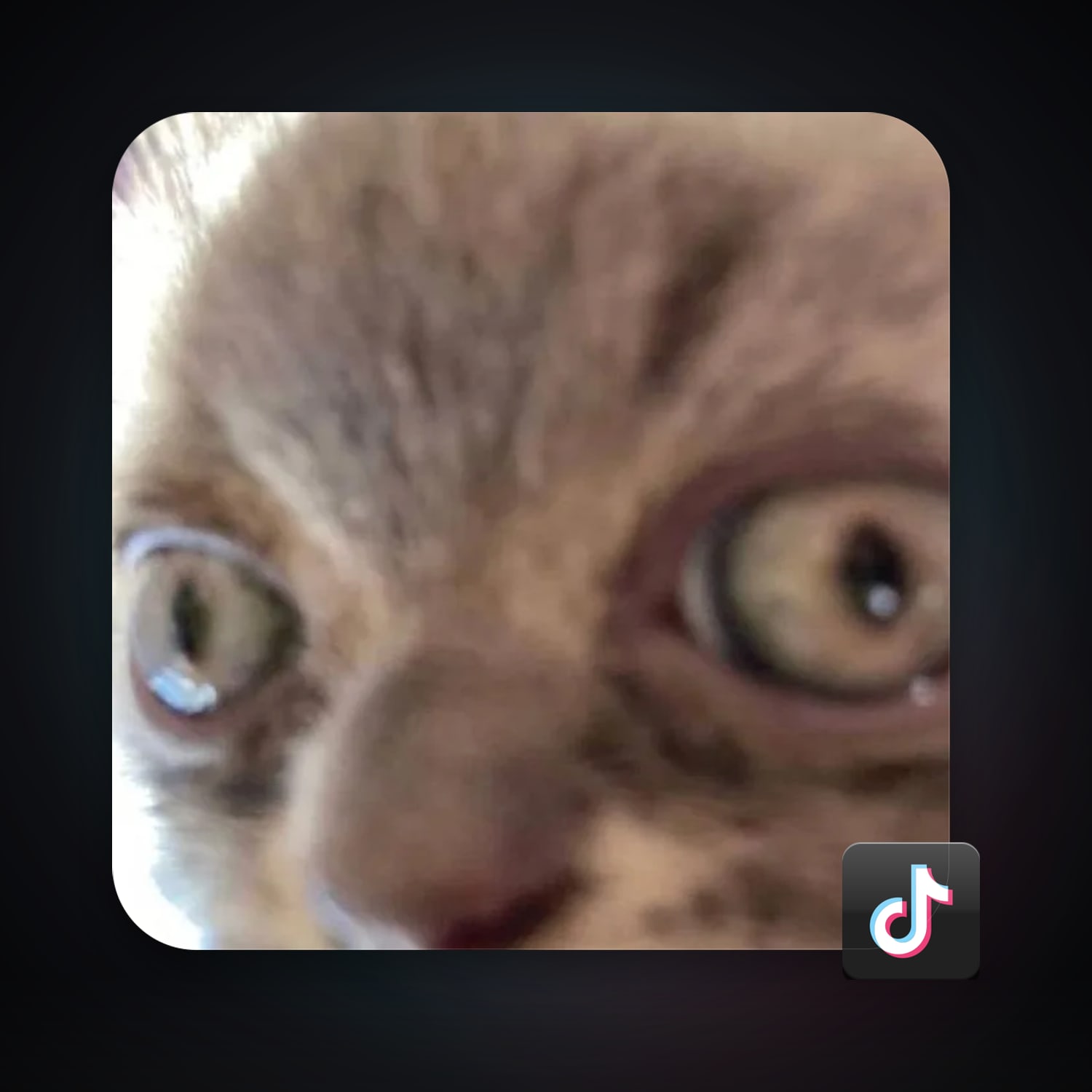 TikTok 16 followers · 261242484 — HabibiAccounts