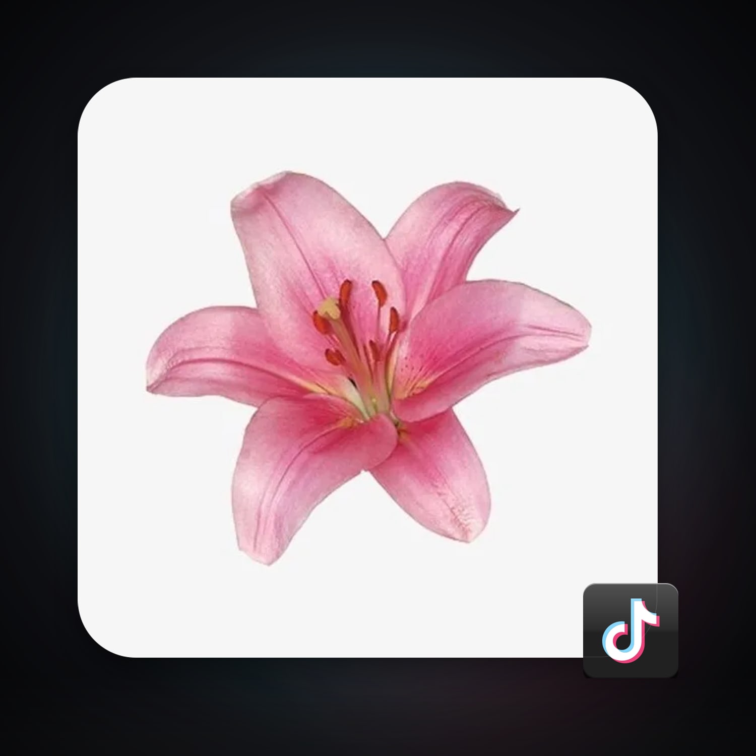TikTok 5.3K followers · 261277572 — HabibiAccounts