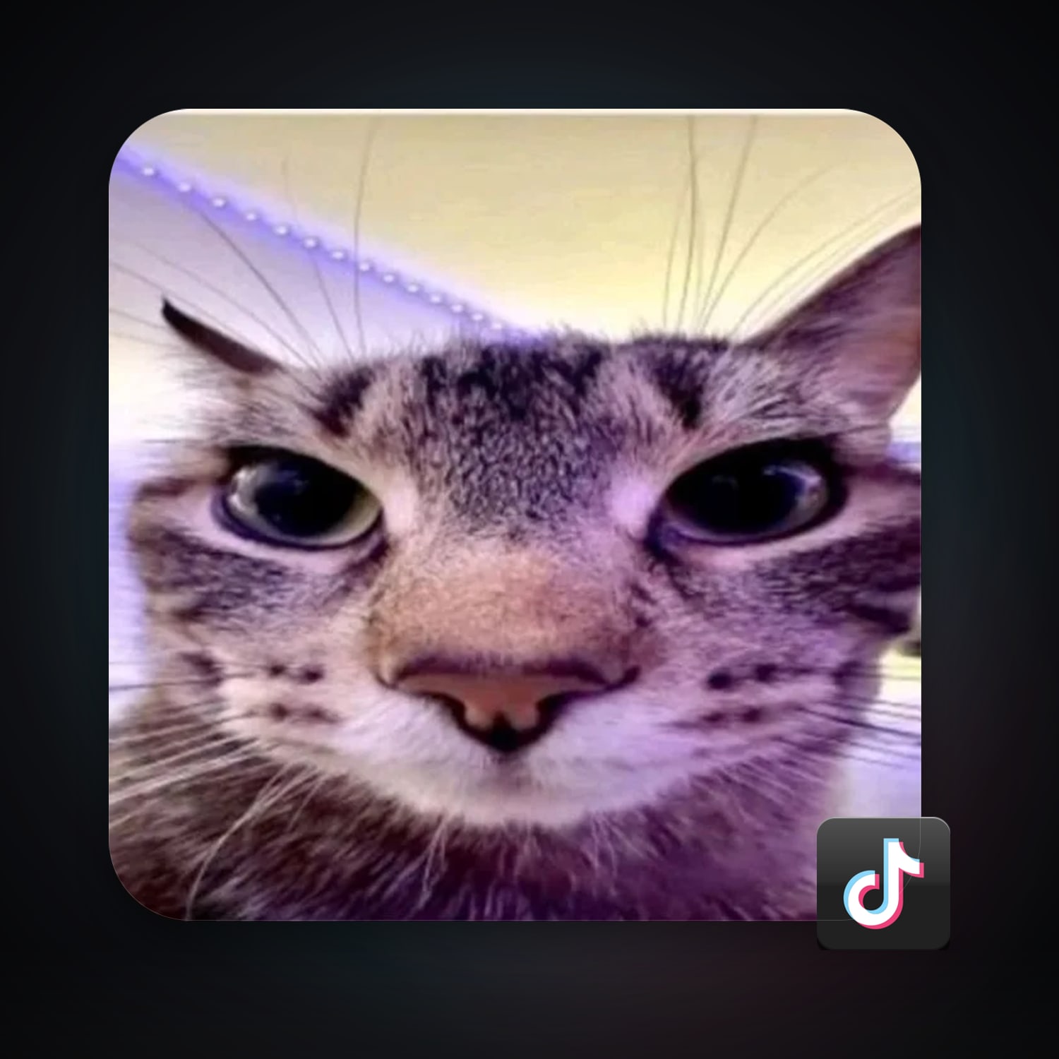 TikTok 11.4K followers — HabibiAccounts