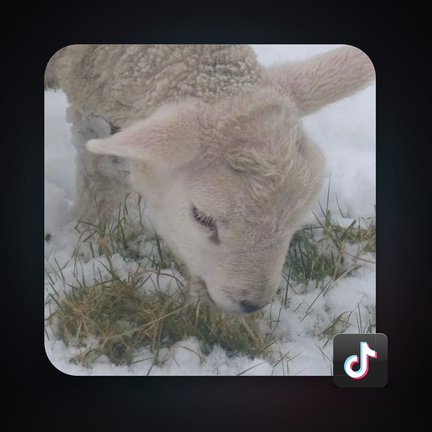 TikTok 13 followers — HabibiAccounts
