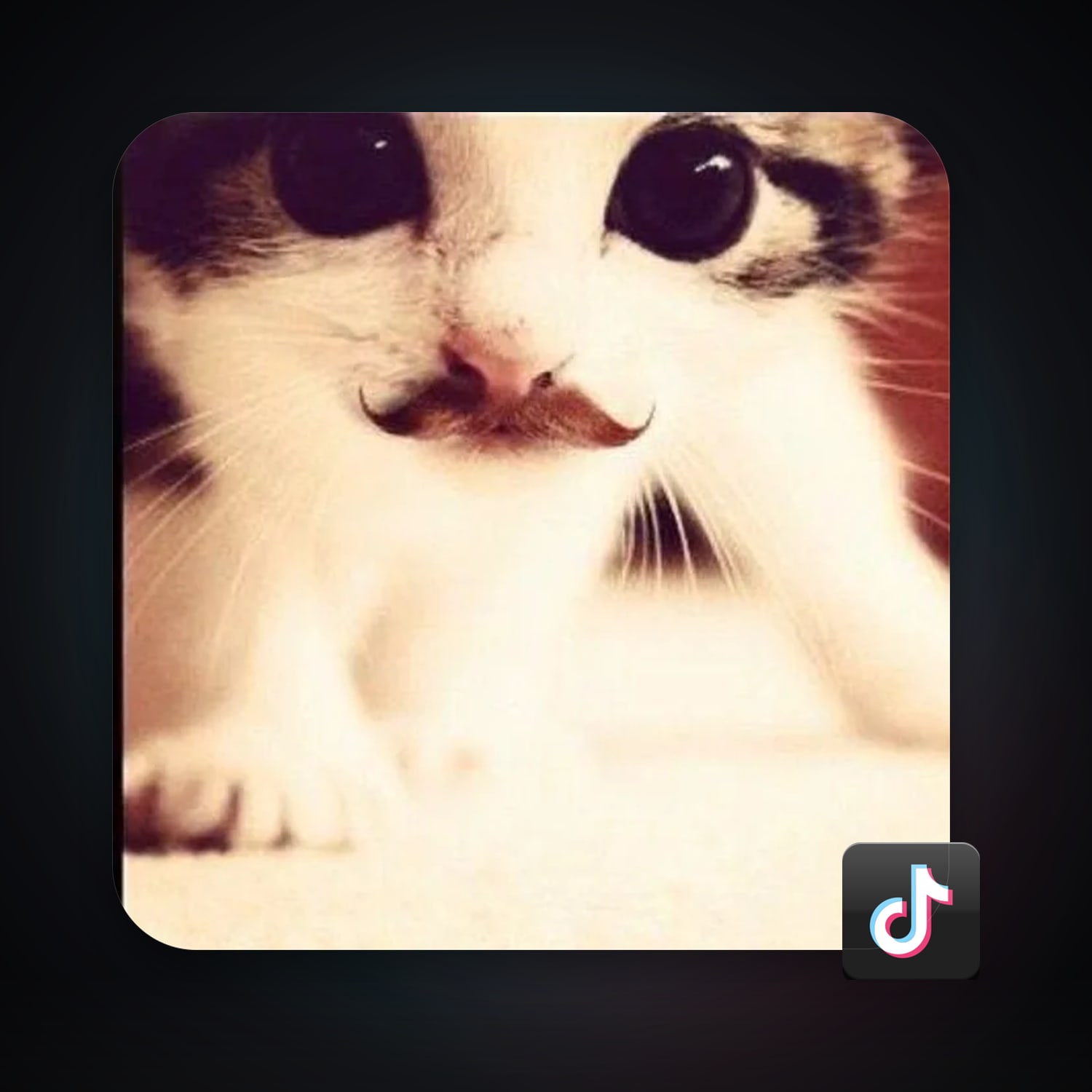 TikTok 8.5K followers · 262006581 — HabibiAccounts