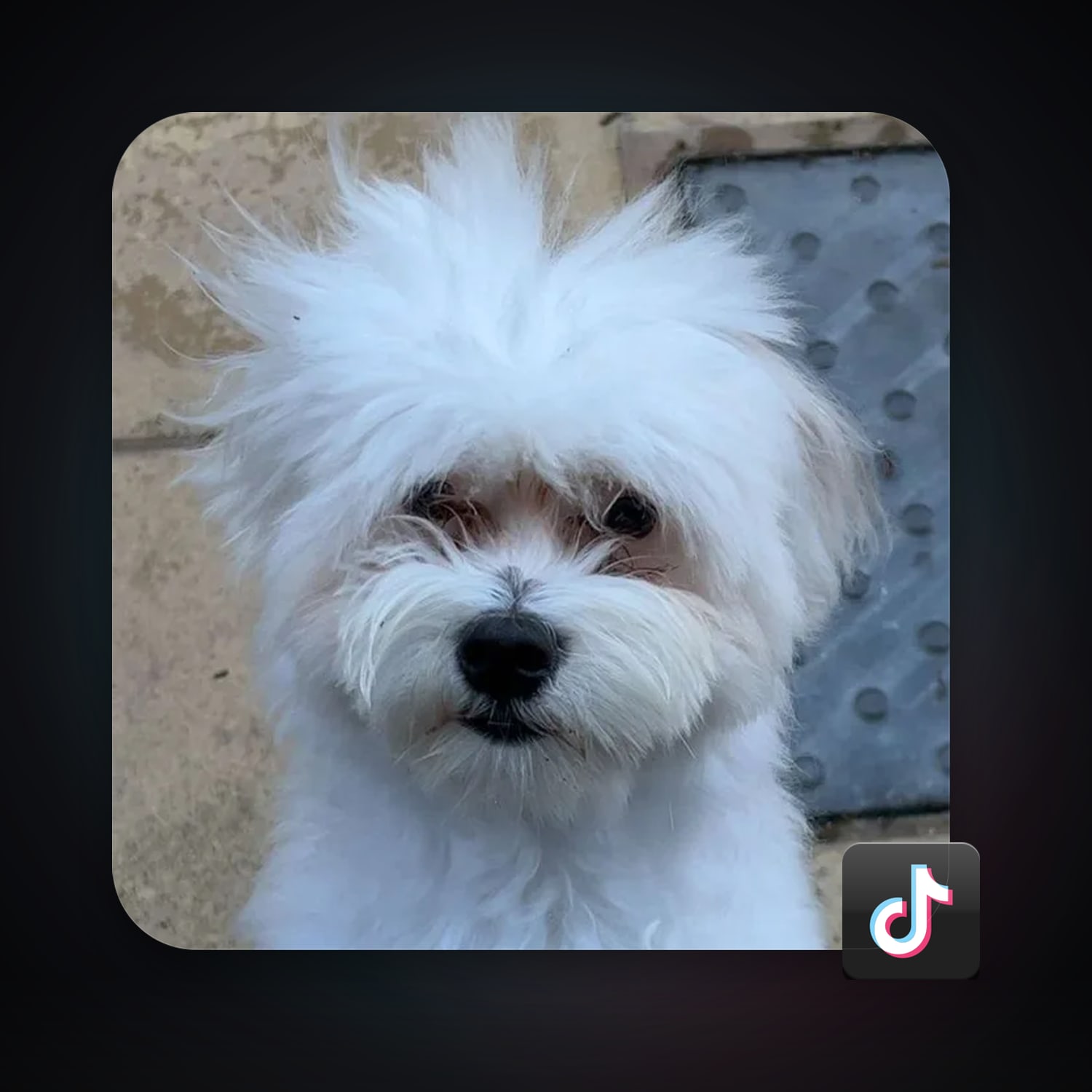 TikTok — HabibiAccounts