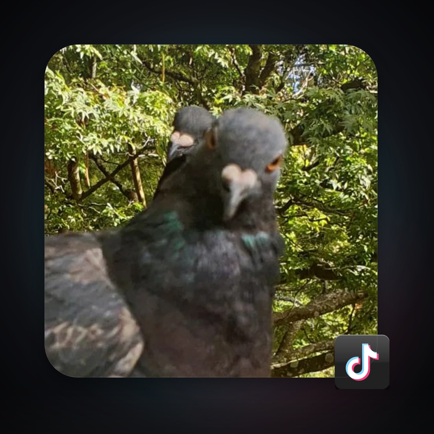 TikTok 7 followers — HabibiAccounts