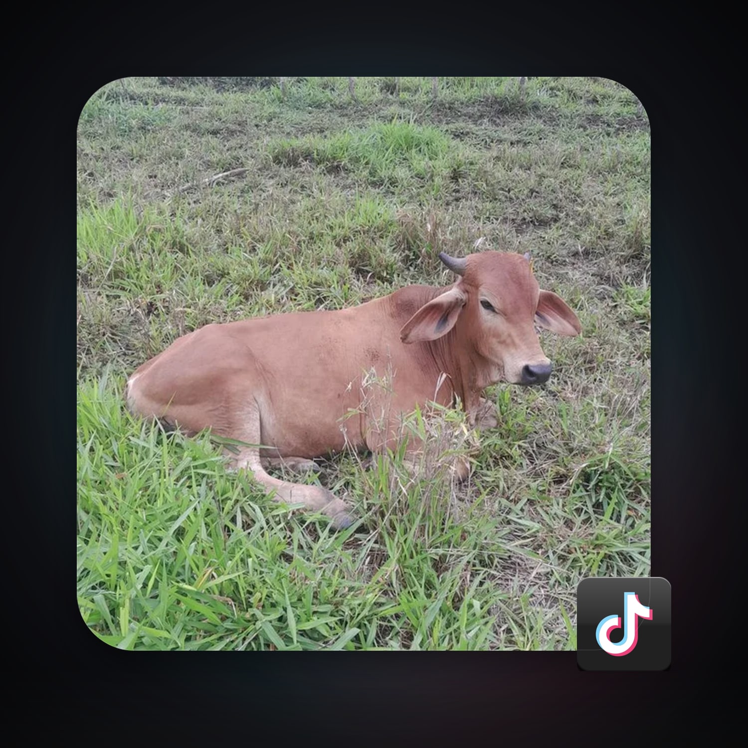 TikTok 15 followers — HabibiAccounts