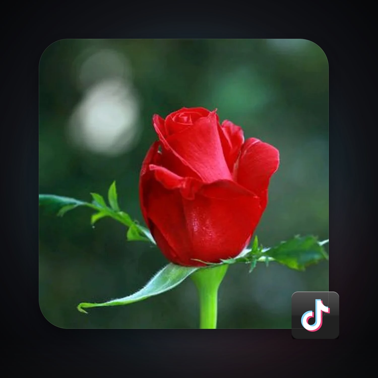 TikTok 56 followers — HabibiAccounts