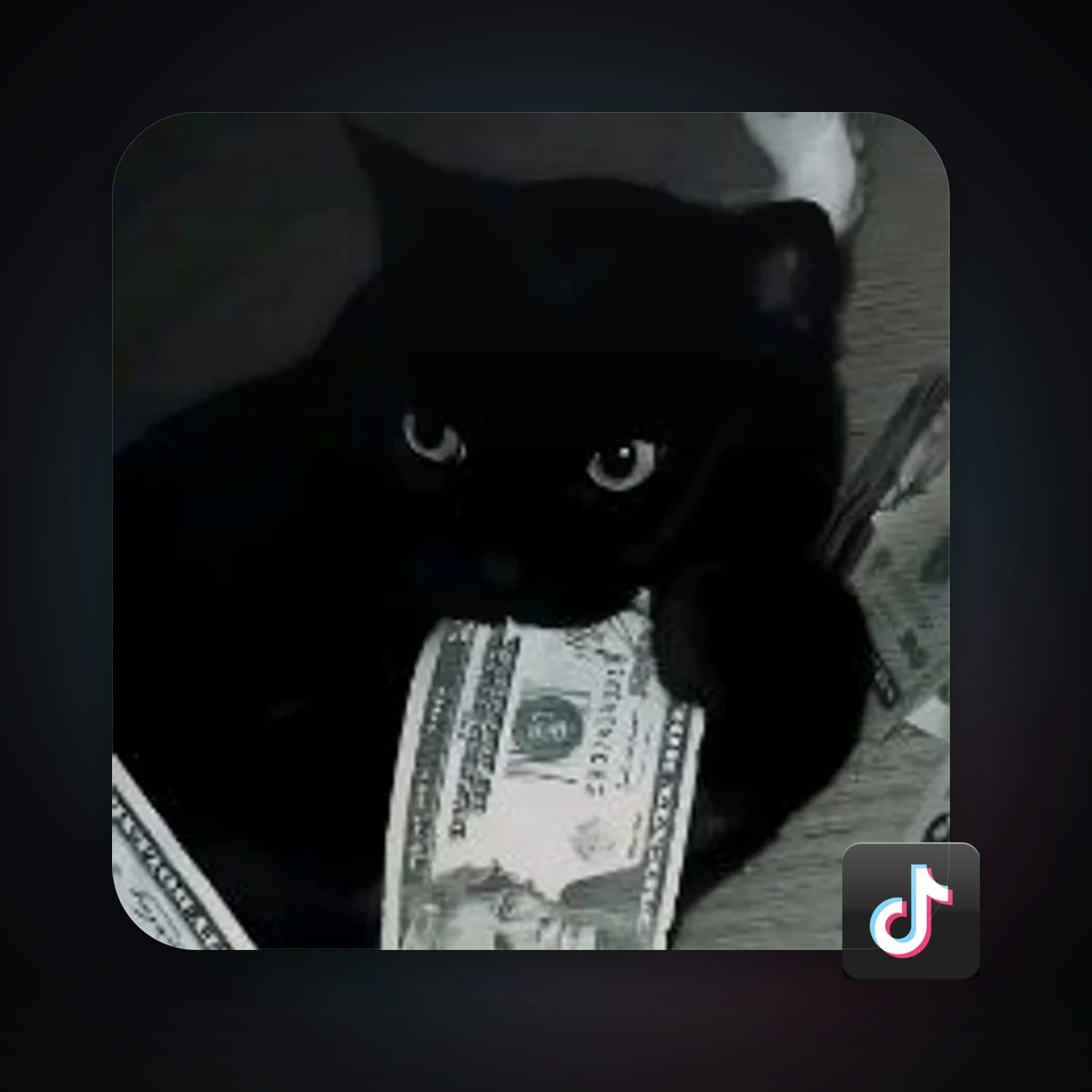 TikTok 16 followers — HabibiAccounts